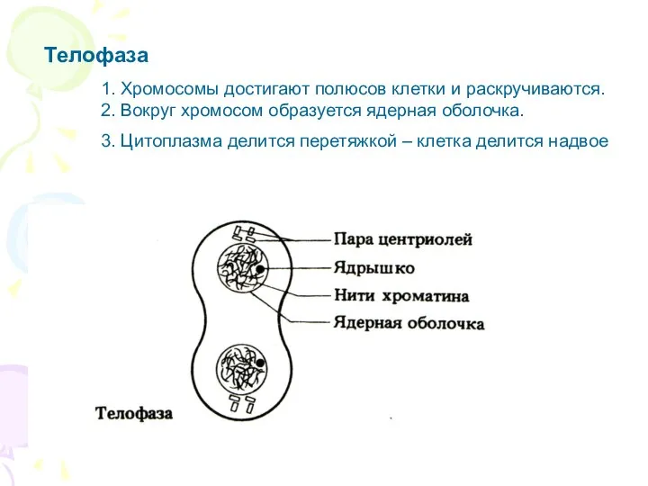 Телофаза 1. Хромосомы достигают полюсов клетки и раскручиваются. 2. Вокруг хромосом