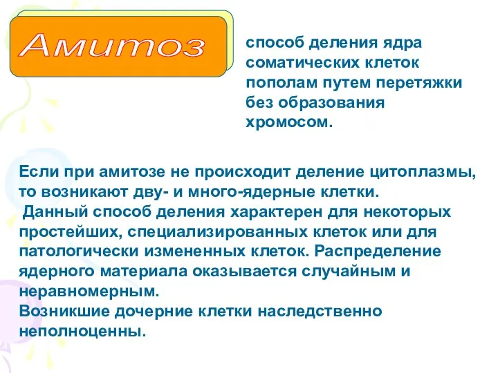 Амитоз Если при амитозе не происходит деление цитоплазмы, то возникают дву-