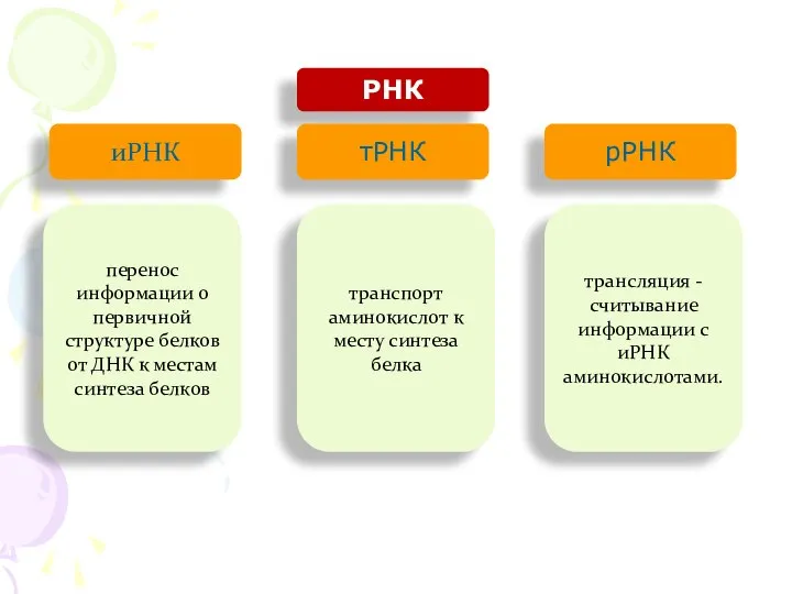 РНК иРНК тРНК рРНК перенос информации о первичной структуре белков от