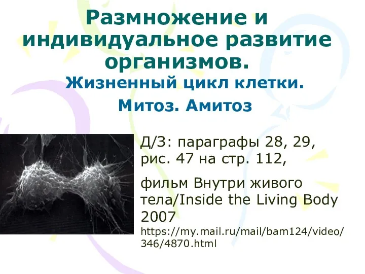 Размножение и индивидуальное развитие организмов. Жизненный цикл клетки. Митоз. Амитоз Д/З: