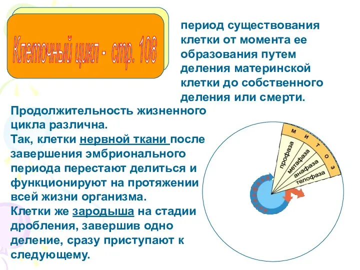 Клеточный цикл - стр. 108 Продолжительность жизненного цикла различна. Так, клетки