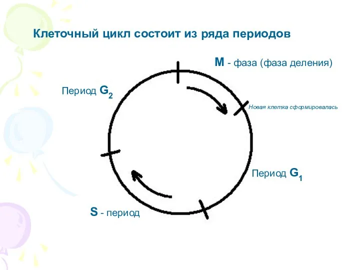 Клеточный цикл состоит из ряда периодов М - фаза (фаза деления)