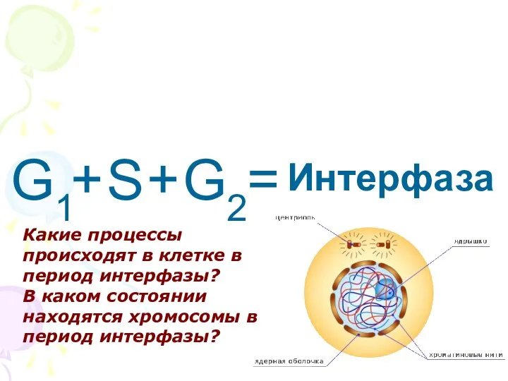 G1 G2 S + + = Интерфаза Какие процессы происходят в