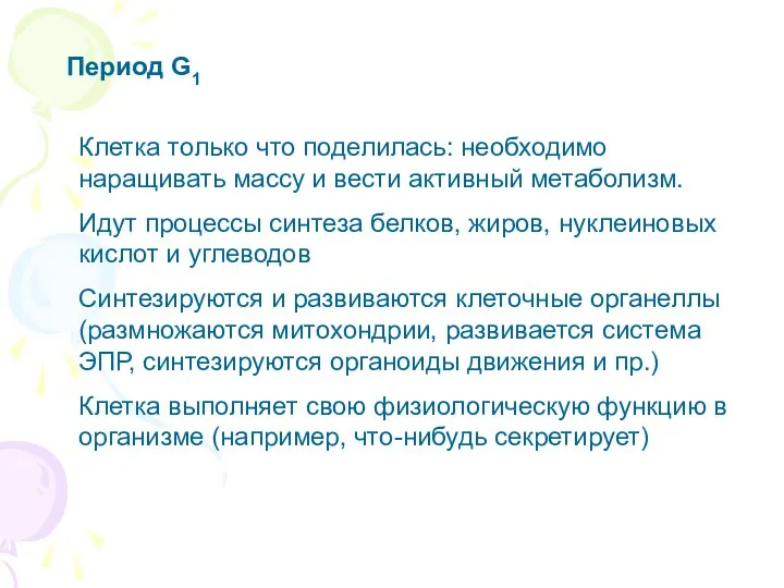 Период G1 Клетка только что поделилась: необходимо наращивать массу и вести