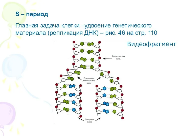 S – период Главная задача клетки –удвоение генетического материала (репликация ДНК)