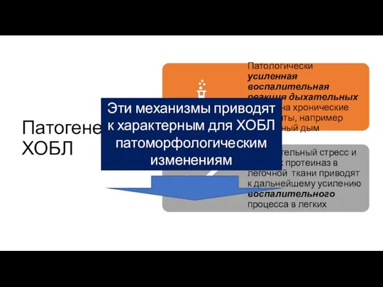 Патогенез ХОБЛ Эти механизмы приводят к характерным для ХОБЛ патоморфологическим изменениям