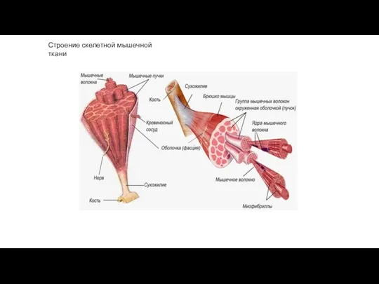 Строение скелетной мышечной ткани