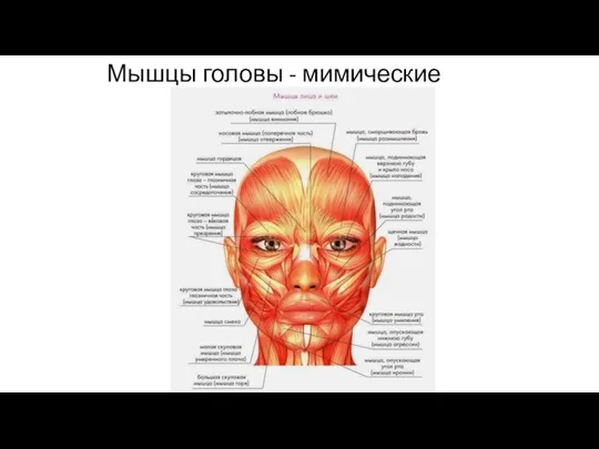 Мышцы головы - мимические