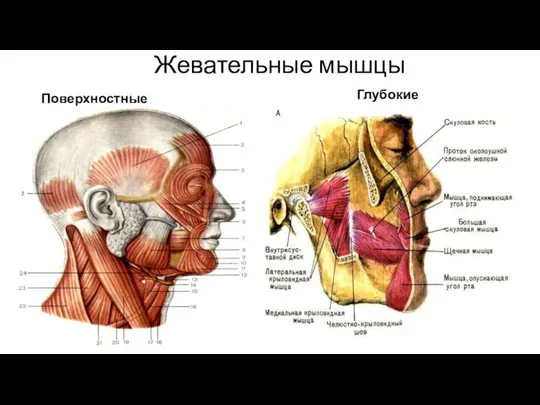 Жевательные мышцы Поверхностные Глубокие