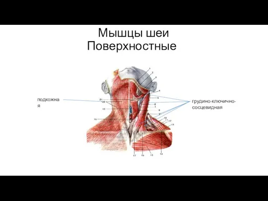 Мышцы шеи Поверхностные подкожная грудино-ключично-сосцевидная