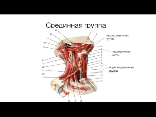 Срединная группа подъязычная кость надподъязычная группа подъподъязычная группа