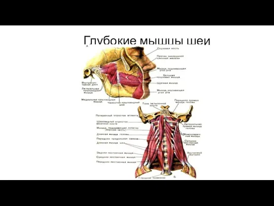 Глубокие мышцы шеи