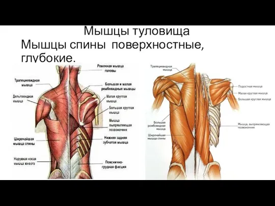 Мышцы туловища Мышцы спины поверхностные, глубокие.