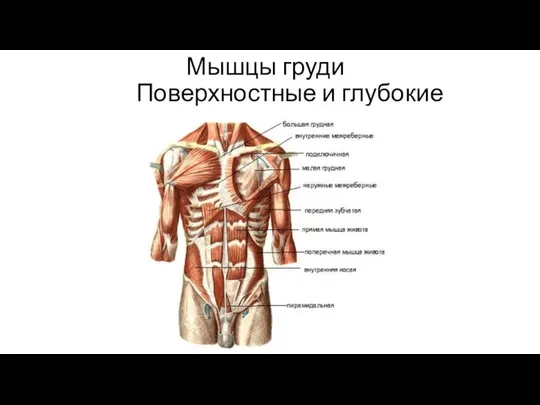 Мышцы груди Поверхностные и глубокие