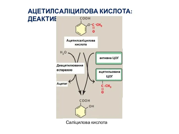 АЦЕТИЛСАЛІЦИЛОВА КИСЛОТА: ДЕАКТИВАЦІЯ ЦОГ Саліцилова кислота