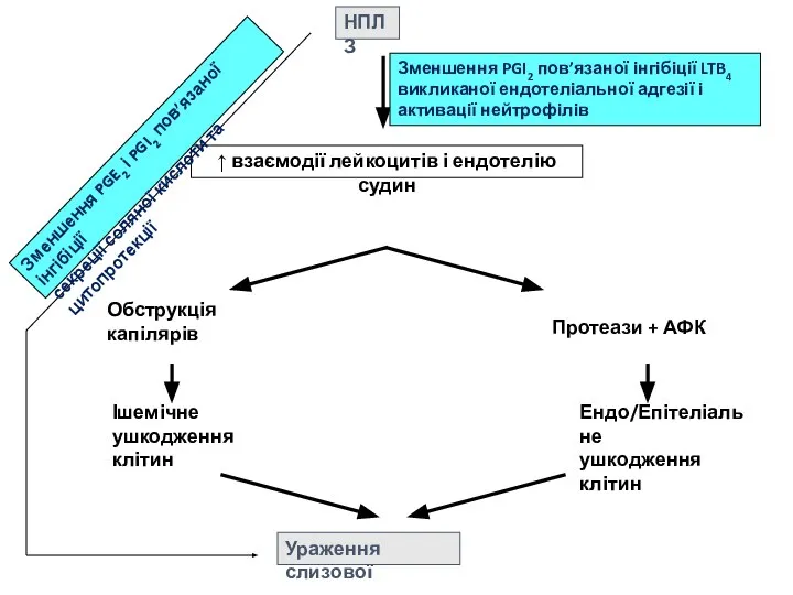 НПЛЗ ↑ взаємодії лейкоцитів і ендотелію судин Обструкція капілярів Ішемічне ушкодження