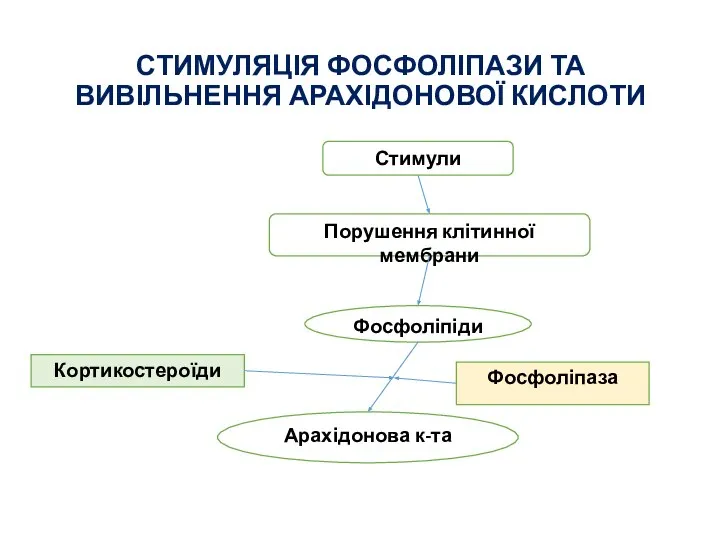 СТИМУЛЯЦІЯ ФОСФОЛІПАЗИ ТА ВИВІЛЬНЕННЯ АРАХІДОНОВОЇ КИСЛОТИ Стимули Порушення клітинної мембрани Фосфоліпіди Арахідонова к-та Фосфоліпаза Кортикостероїди