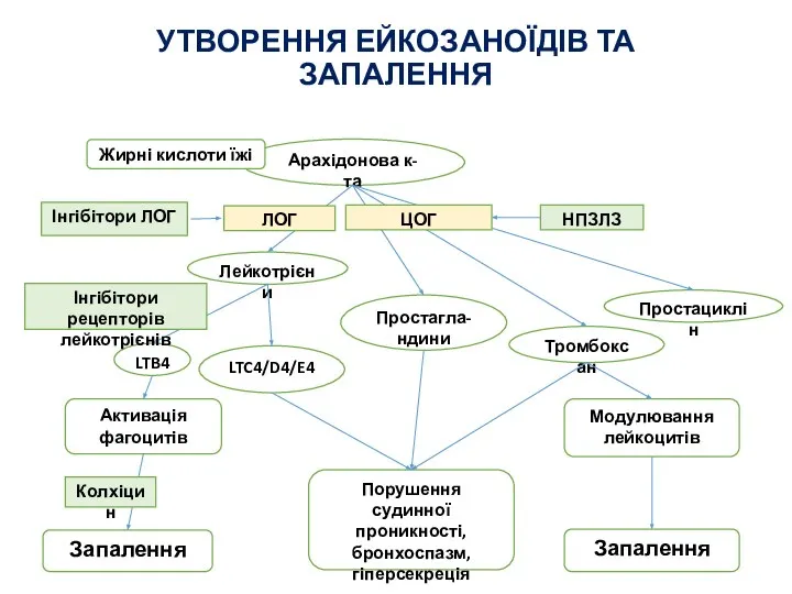 УТВОРЕННЯ ЕЙКОЗАНОЇДІВ ТА ЗАПАЛЕННЯ Арахідонова к-та Жирні кислоти їжі НПЗЛЗ Лейкотрієни