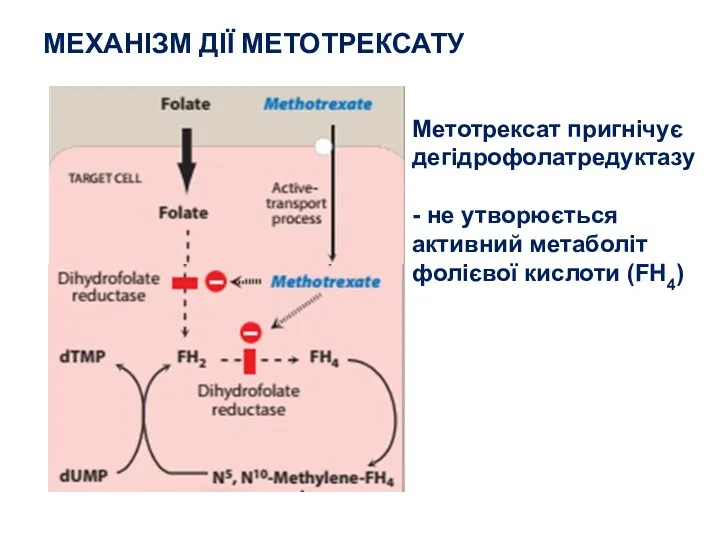 МЕХАНІЗМ ДІЇ МЕТОТРЕКСАТУ Метотрексат пригнічує дегідрофолатредуктазу - не утворюється активний метаболіт фолієвої кислоти (FH4)