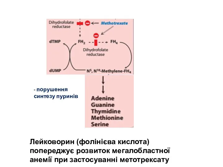 Лейковорин (фолінієва кислота) попереджує розвиток мегалобластної анемії при застосуванні метотрексату - порушення синтезу пуринів
