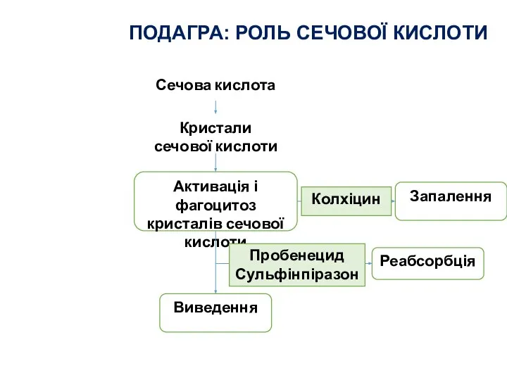 Активація і фагоцитоз кристалів сечової кислоти Запалення Сечова кислота Кристали сечової