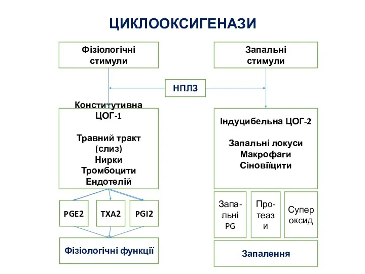 Фізіологічні стимули Запальні стимули Конститутивна ЦОГ-1 Травний тракт (слиз) Нирки Тромбоцити