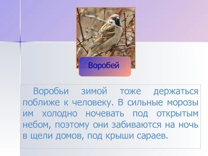 Воробьи зимой тоже держаться поближе к человеку. В сильные морозы им