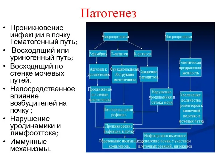 Патогенез Проникновение инфекции в почку Гематогенный путь; Восходящий или уриногенный путь;