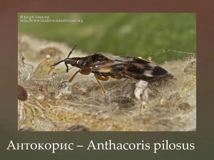 Антокорис – Anthacoris pilosus