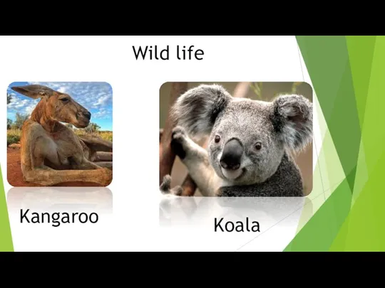 Wild life Kangaroo Koala