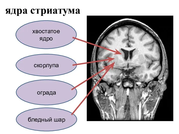 ядра стриатума хвостатое ядро бледный шар скорлупа ограда