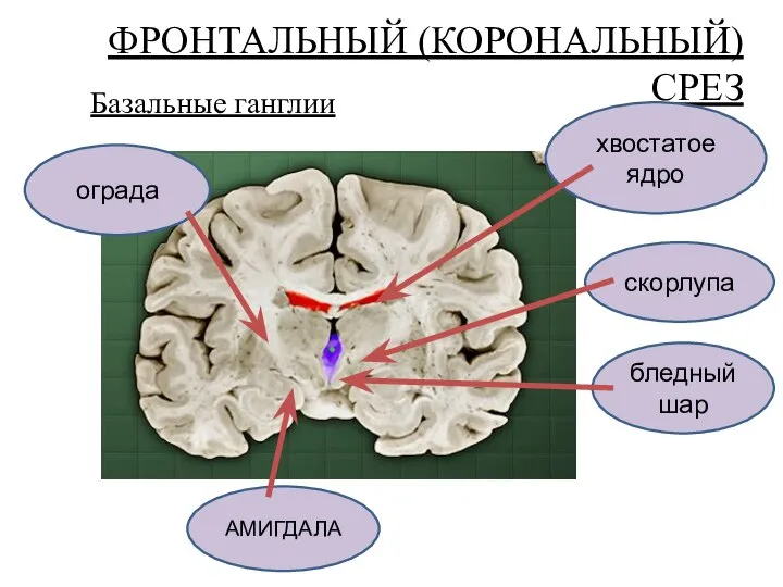 ФРОНТАЛЬНЫЙ (КОРОНАЛЬНЫЙ) СРЕЗ Базальные ганглии ограда АМИГДАЛА хвостатое ядро бледный шар скорлупа