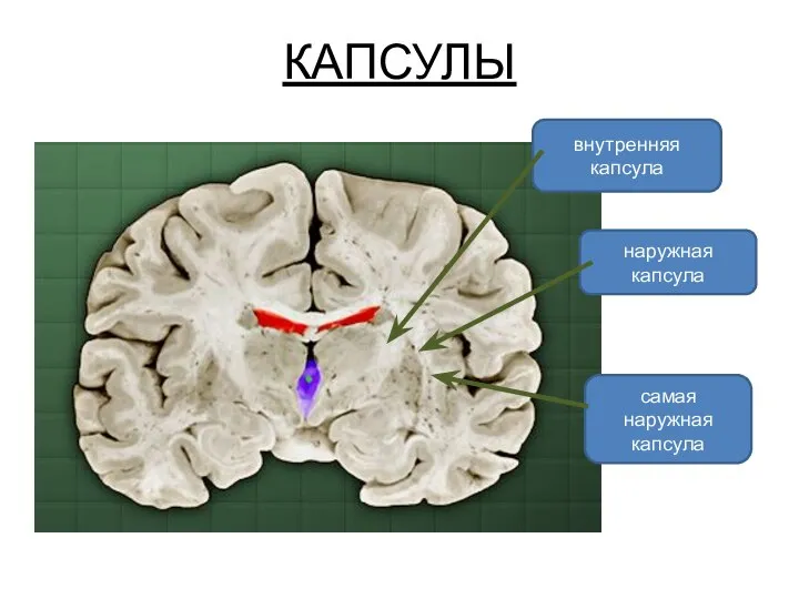 КАПСУЛЫ внутренняя капсула наружная капсула самая наружная капсула