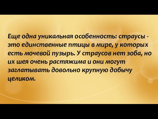 Еще одна уникальная особенность: страусы - это единственные птицы в мире,