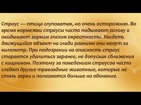 Страус — птица глуповатая, но очень осторожная. Во время кормежки страусы