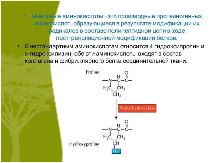 Минорные аминокислоты - это производные протеиногенных аминокислот, образующиеся в результате модификации