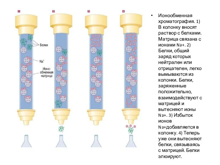 Ионообменная хроматография. 1) В колонку вносят раствор с белками. Матрица связана