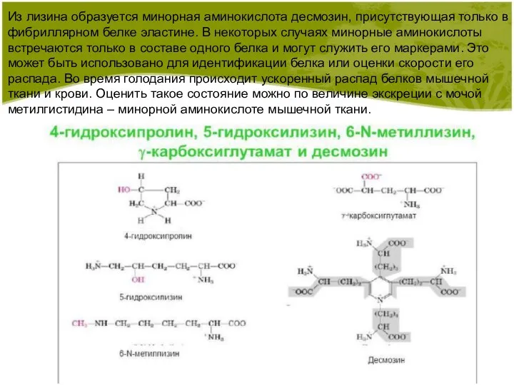 Из лизина образуется минорная аминокислота десмозин, присутствующая только в фибриллярном белке