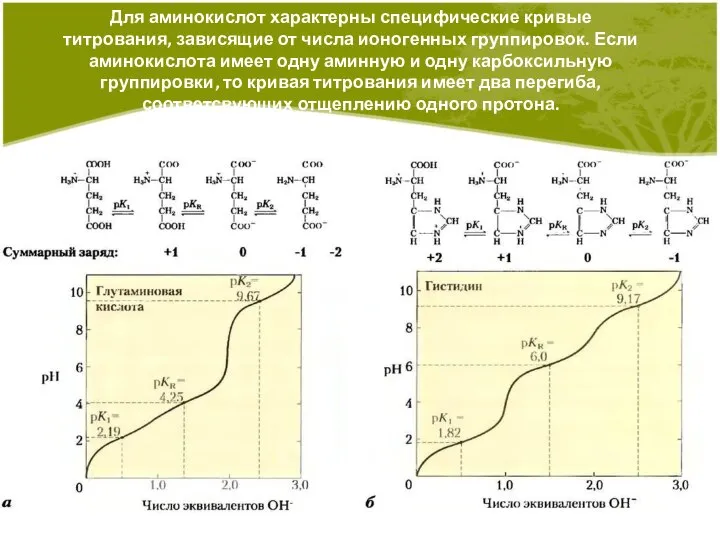 Для аминокислот характерны специфические кривые титрования, зависящие от числа ионогенных группировок.