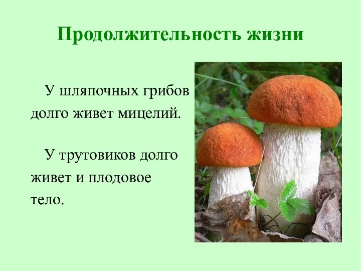 Продолжительность жизни У шляпочных грибов долго живет мицелий. У трутовиков долго живет и плодовое тело.