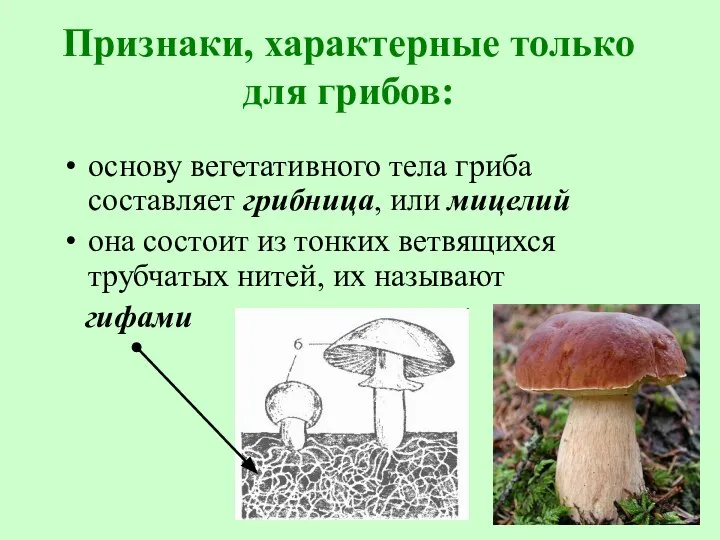 Признаки, характерные только для грибов: основу вегетативного тела гриба составляет грибница,