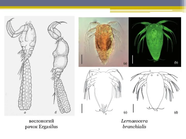 веслоногий рачок Ergasilus Lernaeocera branchialis