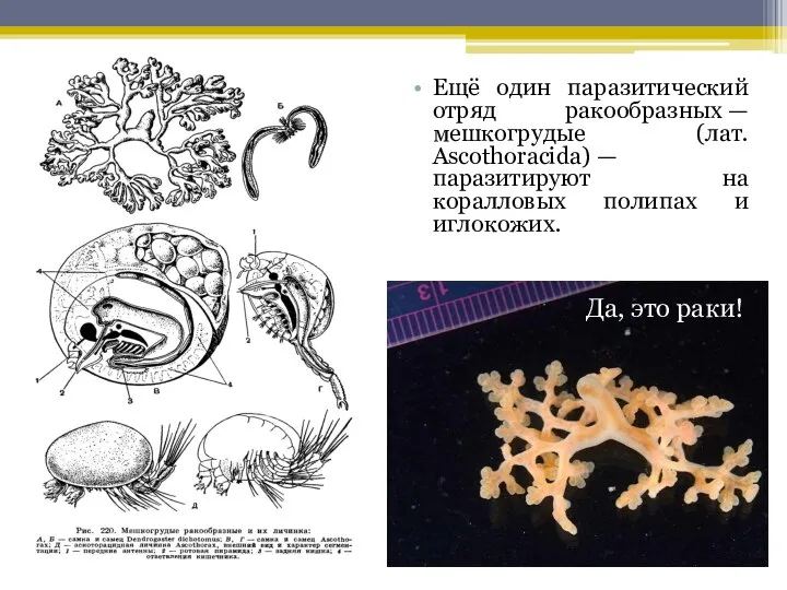 Ещё один паразитический отряд ракообразных — мешкогрудые (лат. Ascothoracida) — паразитируют