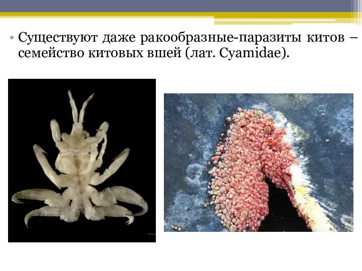Существуют даже ракообразные-паразиты китов – семейство китовых вшей (лат. Cyamidae).