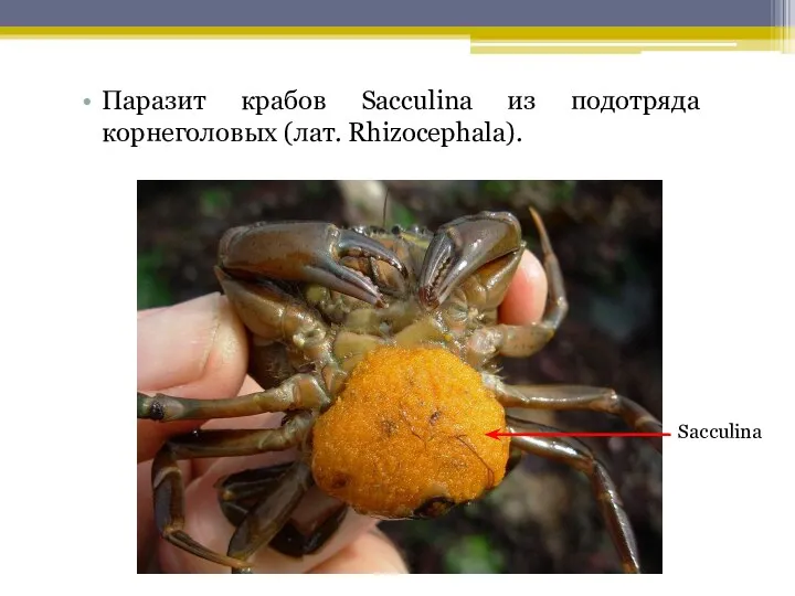 Паразит крабов Sacculina из подотряда корнеголовых (лат. Rhizocephala). Sacculina