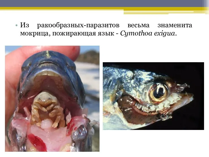 Из ракообразных-паразитов весьма знаменита мокрица, пожирающая язык - Cymothoa exigua.