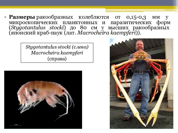 Размеры ракообразных колеблются от 0,15-0,3 мм у микроскопических планктонных и паразитических