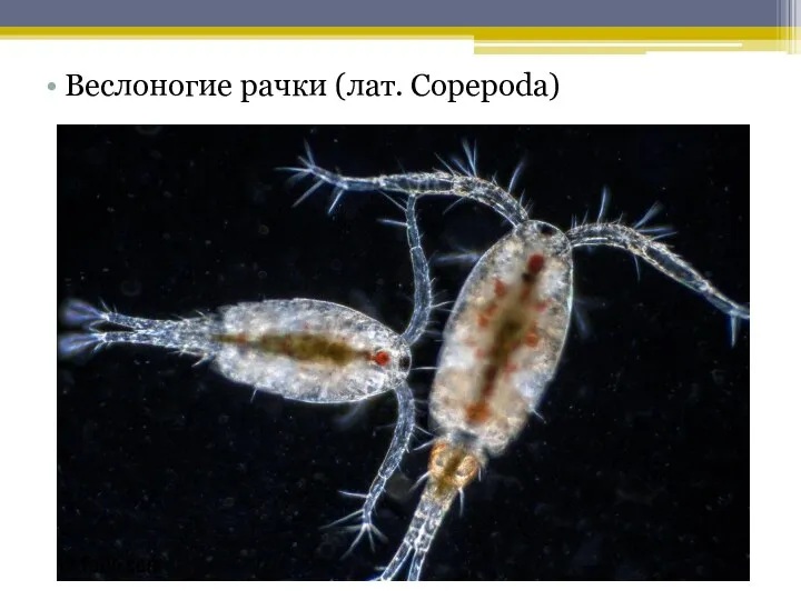 Веслоногие рачки (лат. Copepoda)