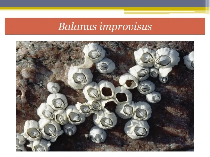 Balanus improvisus
