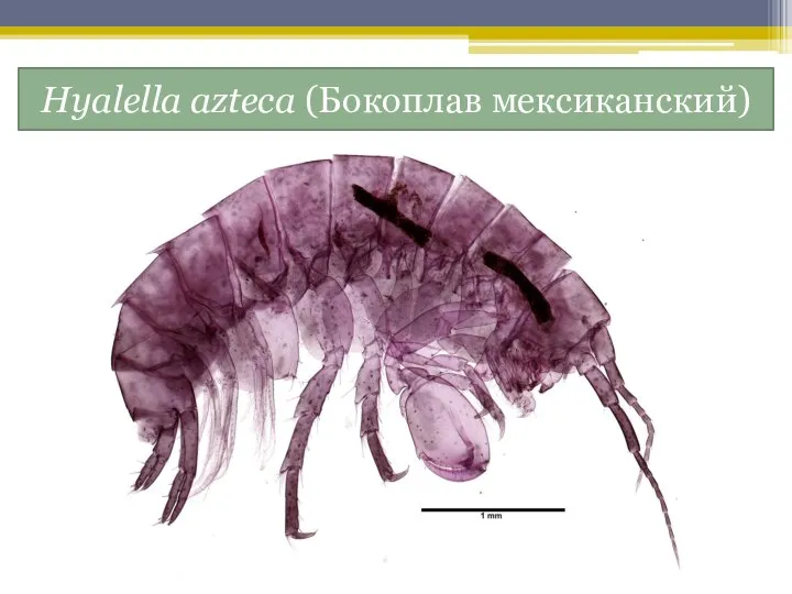 Hyalella azteca (Бокоплав мексиканский)